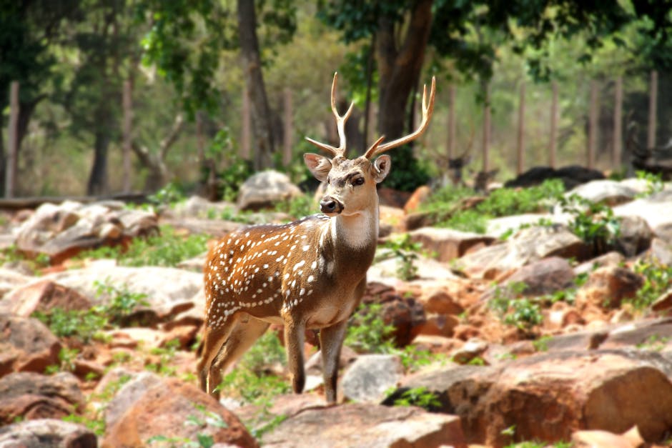 SEO Course in Tirupati