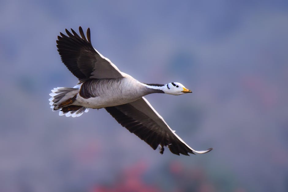 SEO Course in Yavatmal