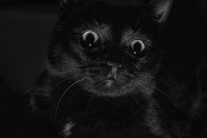 a black and white cat